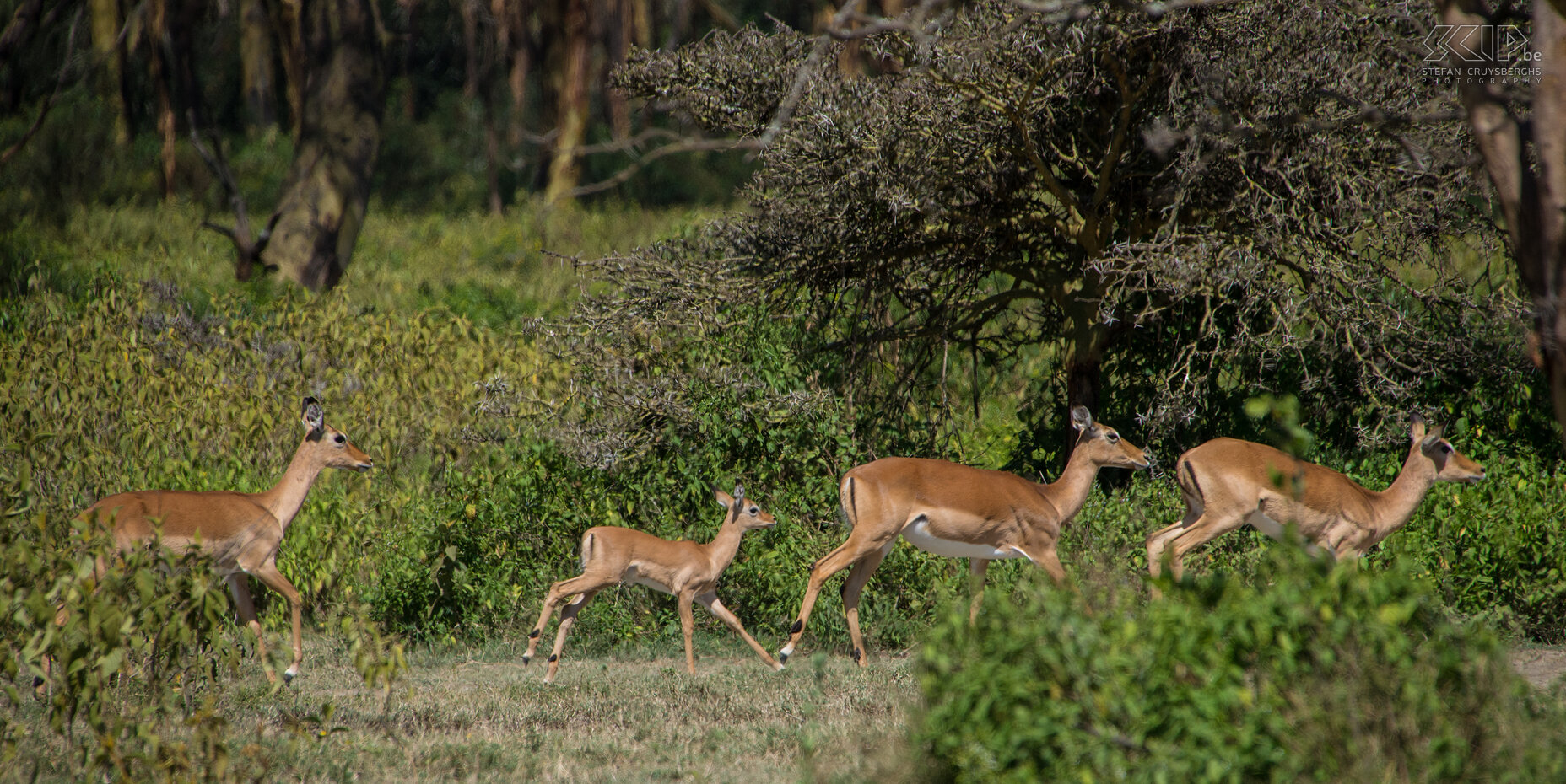 Naivasha - Crater Lake - Impalas We ended our journey at Lake Naivasha. One day we went to the Crater Lake Game Sanctuary to go for a wonderful walking safari. We spotted impalas, Grant gazelles, giraffes, warthogs, zebras, elands, waterbucks, buffalos and a jackal. Stefan Cruysberghs